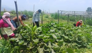 Environmental Conservation Volunteer Nepal program