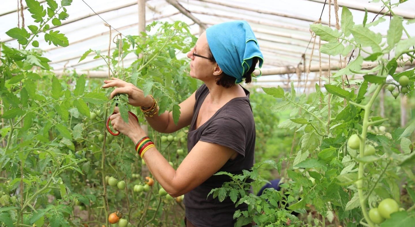 Volunteer Organic Farming